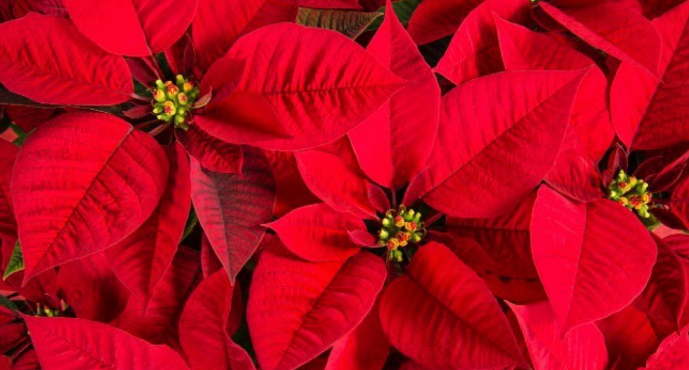 Beautiful red poinsettia flowers